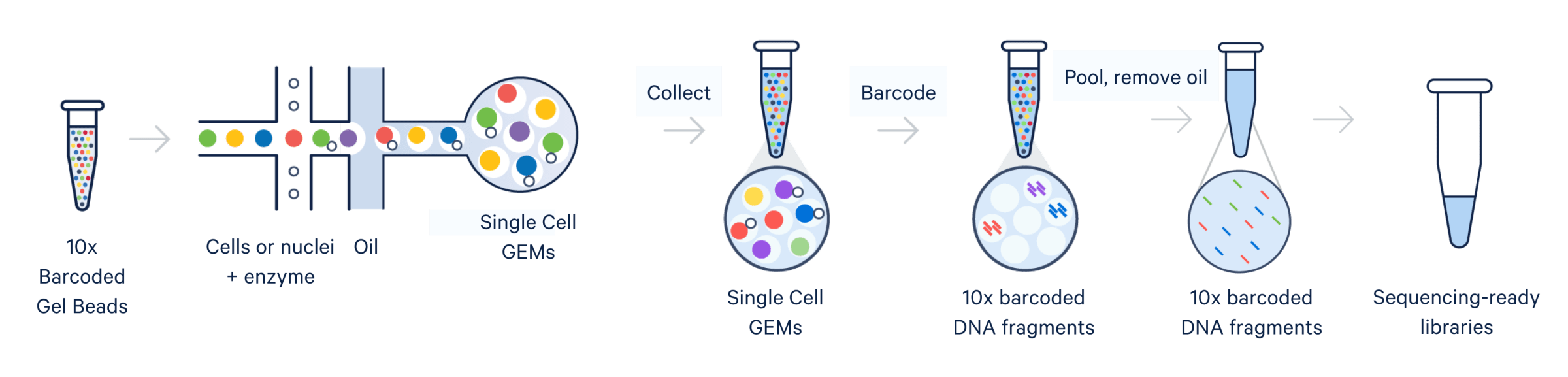 Chromium Technology tissue sample examples and a graphic of the Chromium X sample inputs