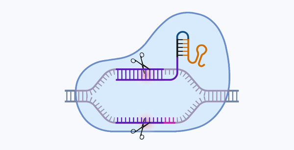 A graphic representing CRISPR screening